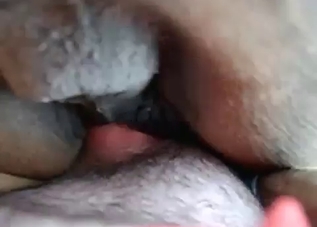 Ginger whore is presenting a stallion with a blowjob