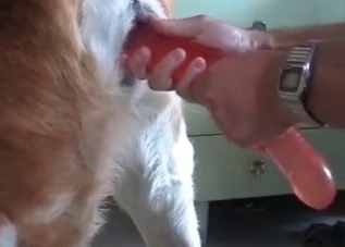 Sweet doggy gets fucked with a massive toy