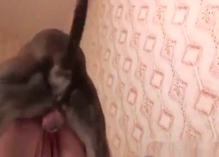 Skillful puppy is showing something hot