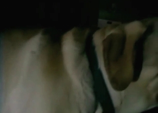 Anal penetration for a juicy dog