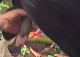 Massive horse gets its cock massaged