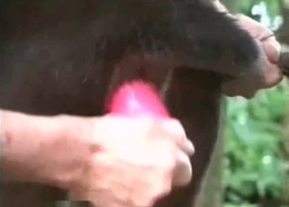 Dirty puppy gets banged with a toy