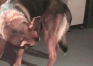 Wild owner is fucking a pet with excitement