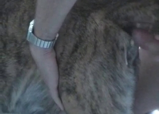 Cute puppy is getting its asshole drilled