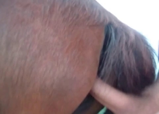 Wild horse is so great at ass fucking