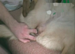 Rough fuck session with a tender sheep