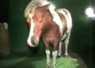 Restless stallion is banging a zoophile