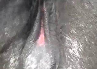 Hot stallion is enjoying a deep anal fuck