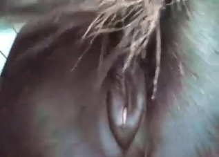 Banging a mustang's asshole wildly