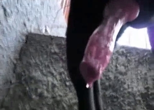Beautiful black doberman has a nice boner