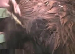 Farmer stimulates tight anus of a pony