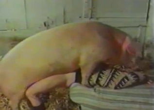 Huge pink hardly fucks a beautiful lady