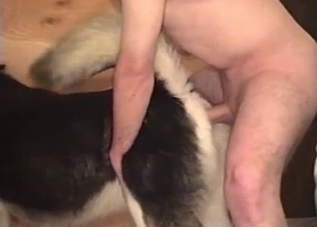 Doggy gets hardly impaled in the asshole