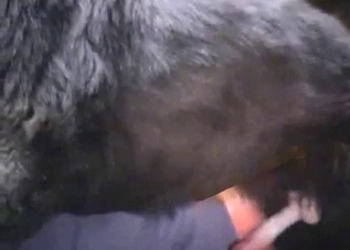 Jerking animal dick as fast as possible