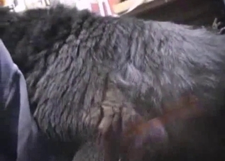 Jerking animal dick as fast as possible