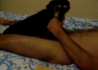 Small young beagle licks a hard sausage