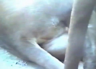 Wild tigers are trying to fuck in the zoo