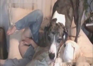 Bored-looking dog starring in a hot vid