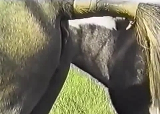 That horse boner steals the show here
