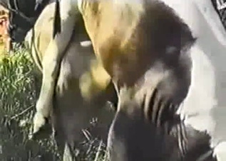 That horse boner steals the show here