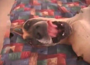 Dude ravages his female pet