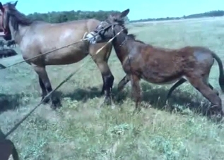 Sweet small pony is trying to fuck the bigger one