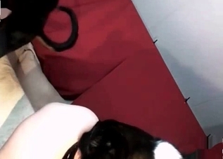 Sweet puppy can't stop fucking with a human