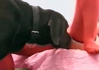 Big hound is in love with this whore wearing stockings
