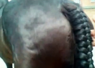 Banging a horse in front of cameras