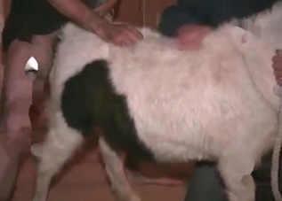 Sweet doggy is being fucked by its owner