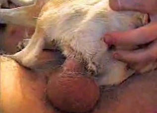 Tender puppy is getting banged so wildly