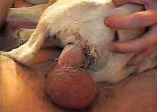 Tender puppy is getting banged so wildly