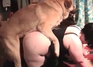 Two chubby ladies are sharing a cur