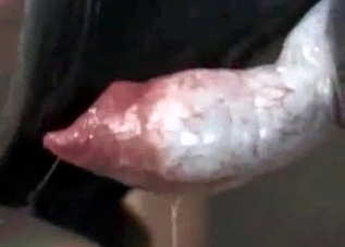 Unstoppable puppy is jizzing in this lady's mouth