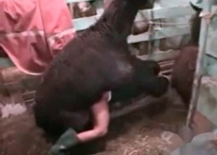 Tender pervert is having a sex with farm beasts