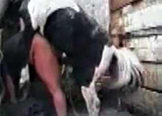 Strong stallion loves banging this chubby woman