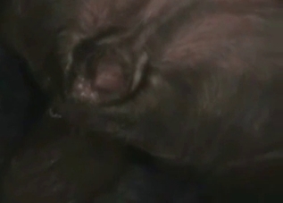 Watch this guy having a sex with a horse