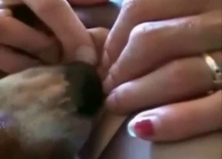Lustful puppy is giving a cunnilingus on cameras