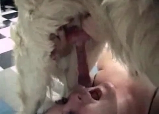 Sensual chick is letting a puppy jizz in her mouth