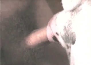 Lovely puppy gets banged in its asshole