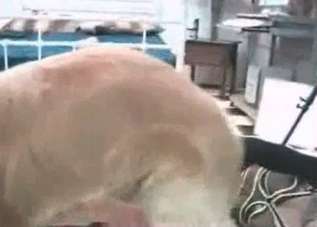 Amazingly hot dog is being fucked