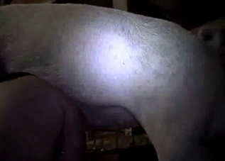 Brutal pig and a sex-hungry zoophile