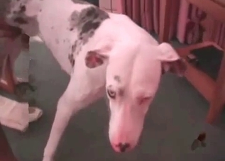 Hot puppy gets banged so passionately