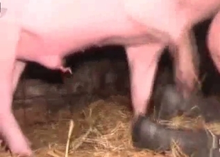 Chubby pig is pleasing a pervert