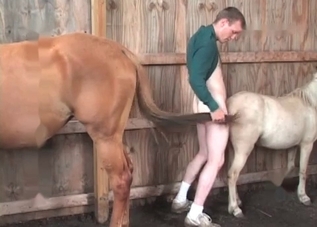 Horny pony is happy to fuck a pervert