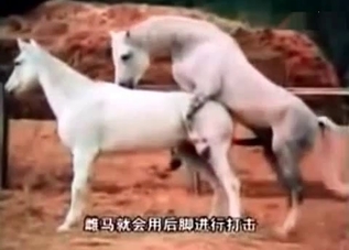 Fucking stallions in front of cameras
