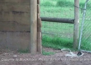 Be ready to meet a horse with a huge cock