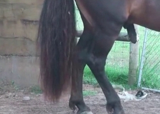 Be ready to meet a horse with a huge cock