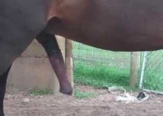 Be ready to meet a horse with a huge cock