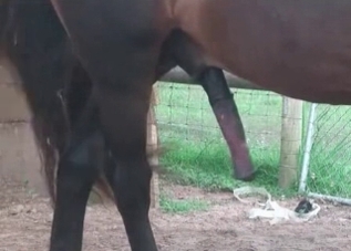 Be ready to meet a horse with a huge cock